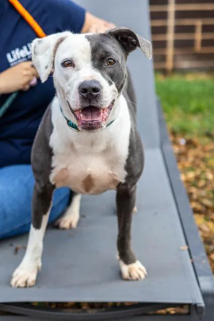 An adult large-sized female Mixed Breed dog named Khaki for adoption in Chamblee, GA
