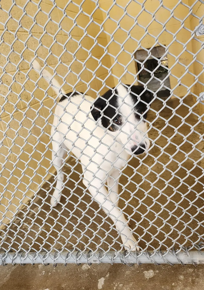 A young medium-sized female Border Collie dog named 26-28 for adoption in Ridgecrest, CA