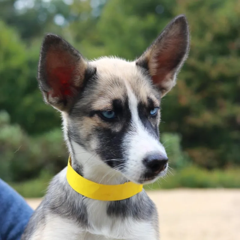 A baby small-sized female Shepherd dog named CT Cavatappi for adoption in Stormville, NY