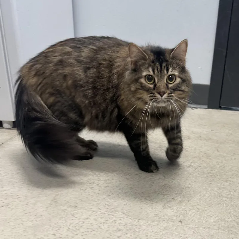 An adult medium-sized female Tabby (Brown / Chocolate) Domestic Medium Hair cat named Snafurini for adoption in Clinton, IL