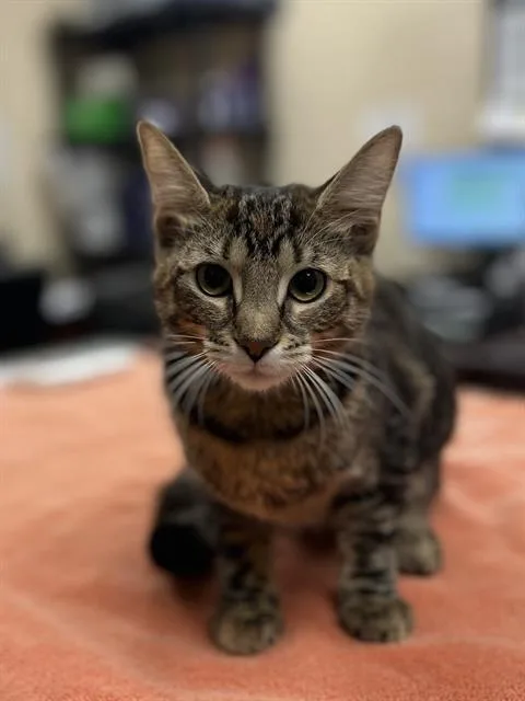A young small-sized female Domestic Short Hair cat named Marigold for adoption in Aliquippa, PA