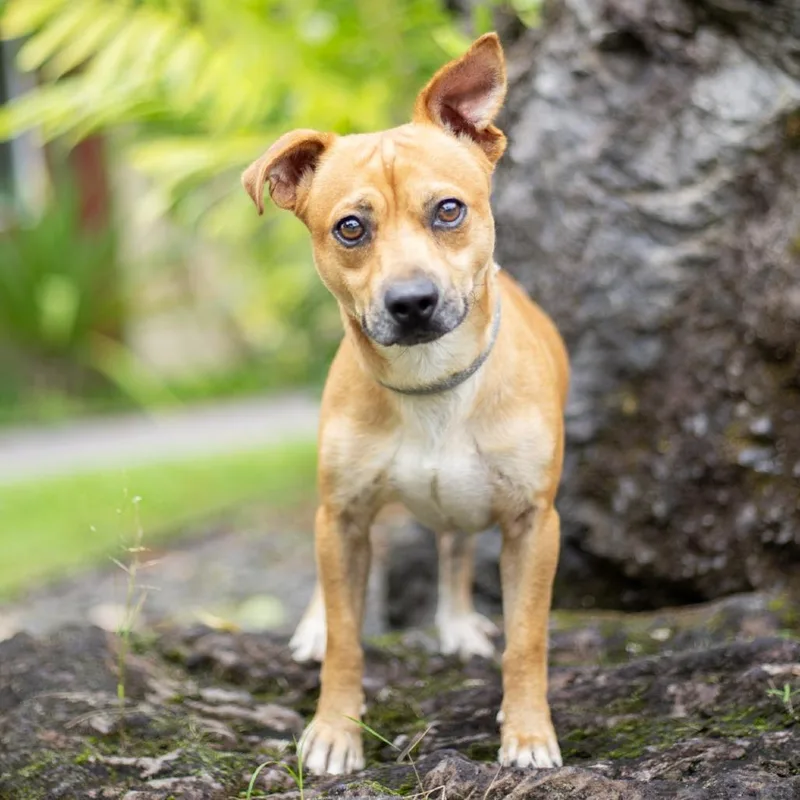 An adult small-sized male Yellow / Tan / Blond / Fawn Mixed Breed dog named Gonzo for adoption in Kailua Kona, HI