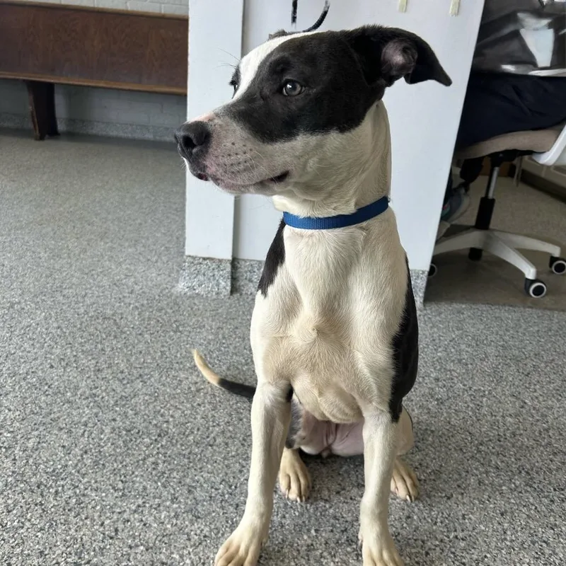 A young medium-sized female Black Mixed Breed dog named Clairee for adoption in Natchitoches, LA