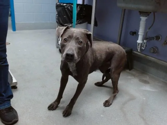 An adult medium-sized female Labrador Retriever dog named Maisie for adoption in Albuquerque, NM