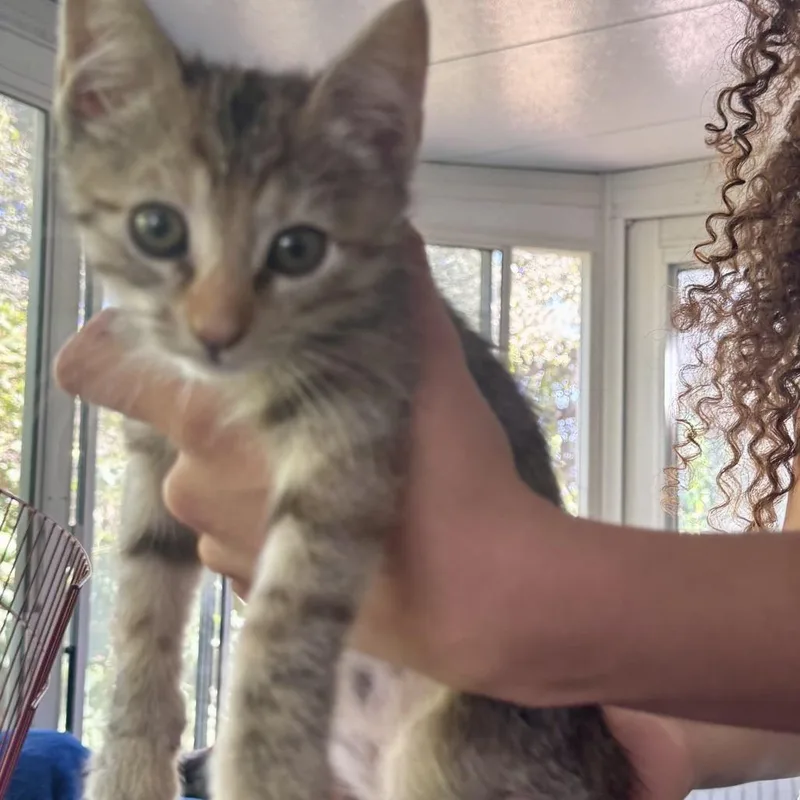 A baby small-sized female Gray / Blue / Silver Domestic Short Hair cat named Buttercup for adoption in Ventura, CA