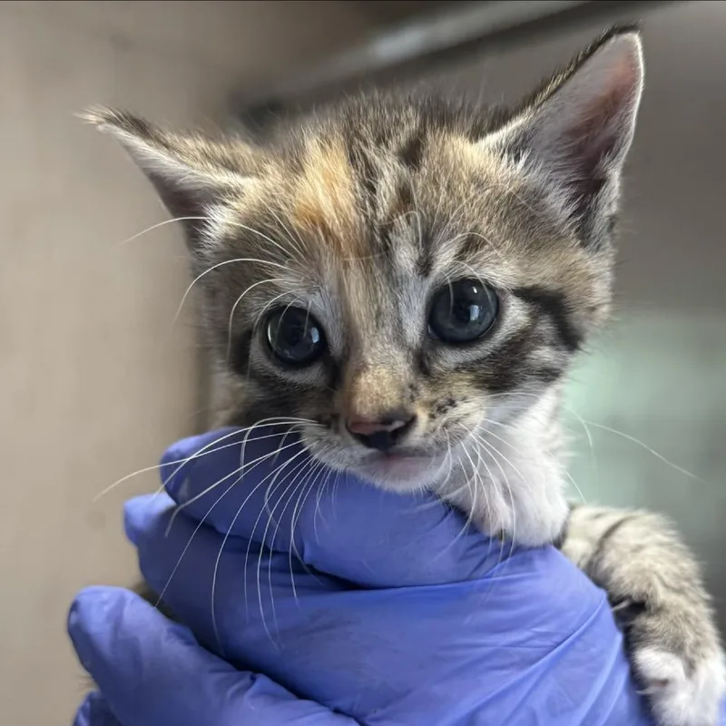 A baby small-sized female Calico Domestic Short Hair cat named Petunia for adoption in Lucedale, MS