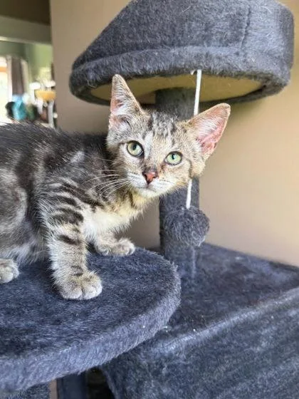 An adult small-sized male Domestic Short Hair cat named Wyatt Spencer for adoption in Berwick, PA