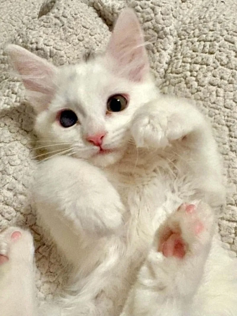 A baby small-sized female White Domestic Long Hair cat named Weather Balloon for adoption in Aurora, CO