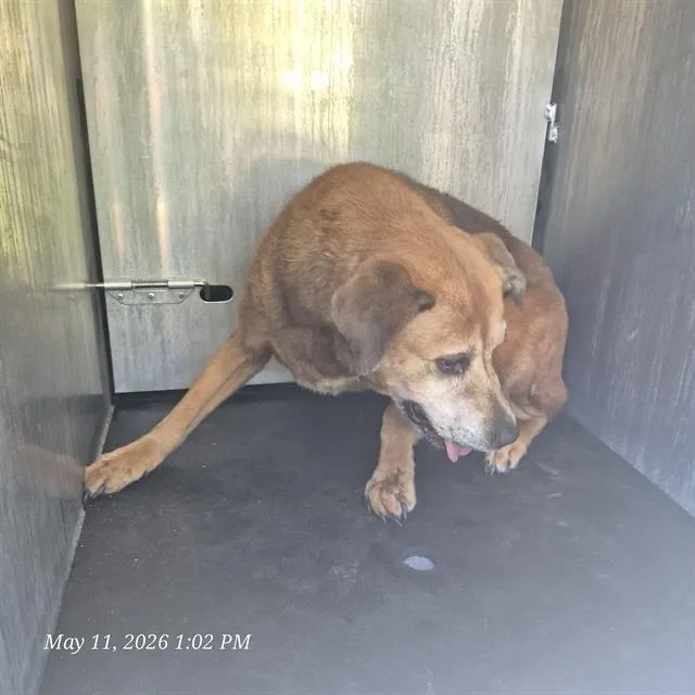 An adult medium-sized female Terrier dog named Cognac for adoption in San Antonio, TX
