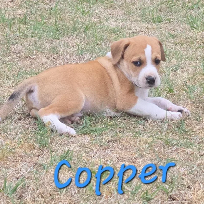 Copper thumbnail 6