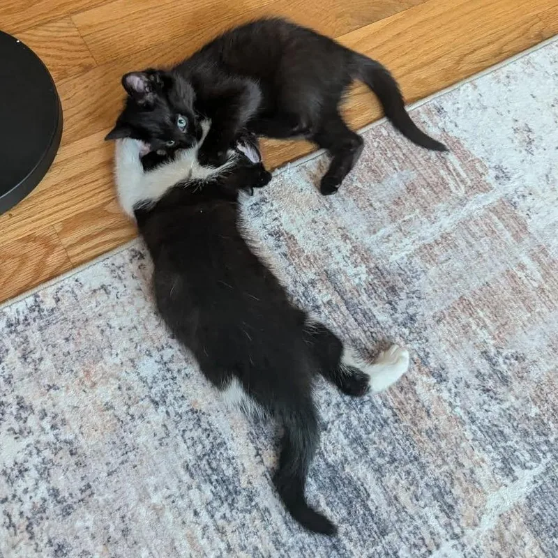 A baby small-sized female Black Domestic Short Hair cat named Belinda for adoption in Skokie, IL