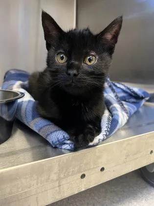 A young small-sized male Domestic Short Hair cat named Cowlick for adoption in Roseville, CA