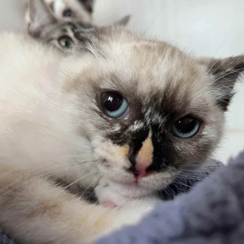A baby small-sized female Snowshoe cat named Sesame for adoption in Oakland, CA