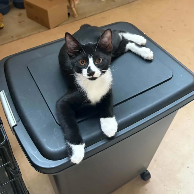 A baby small-sized male Black Domestic Short Hair cat named Zale for adoption in Las Cruces, NM