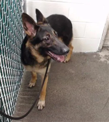 A young large-sized female Belgian Shepherd / Malinois dog named Bella for adoption in Downey, CA