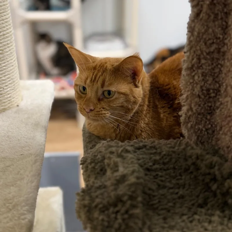 An adult medium-sized female Domestic Short Hair cat named Arlene for adoption in Corpus Christi, TX