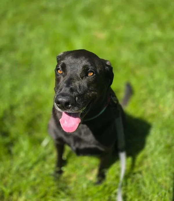 An adult medium-sized female Pit Bull Terrier dog named Kenya for adoption in Salisbury, MD