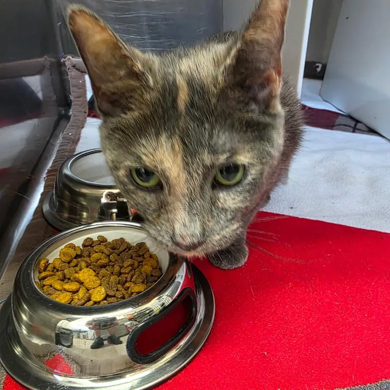 A senior medium-sized female Gray / Blue / Silver Domestic Short Hair cat named Miriam for adoption in Eureka Springs, AR