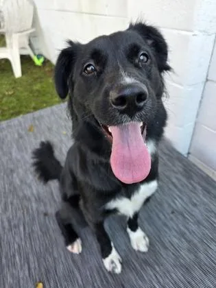 An adult medium-sized female Mixed Breed dog named Prada for adoption in Savannah, GA