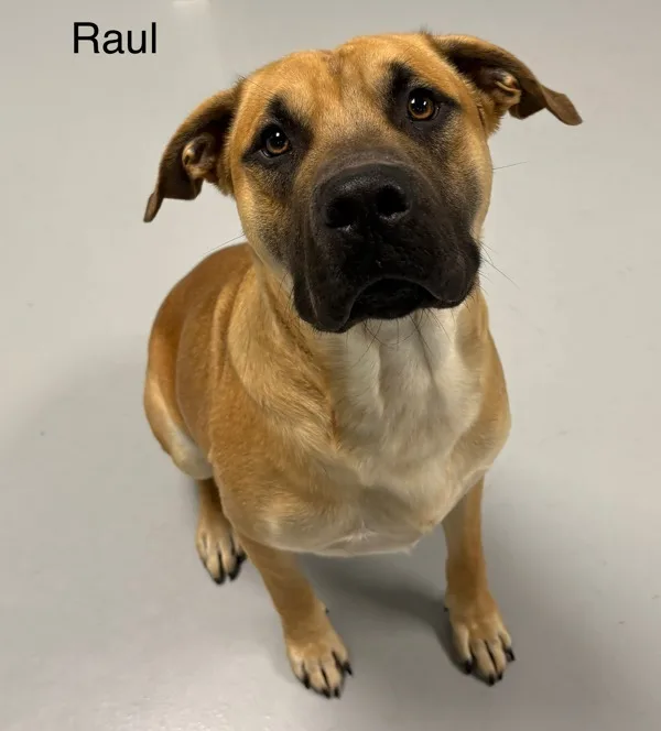 An adult medium-sized male Black Mouth Cur dog named Raul for adoption in Topeka, KS