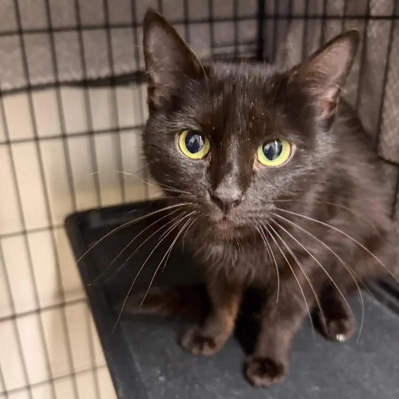 A young small-sized female Black Domestic Short Hair cat named Violet for adoption in Middleburg Heights , OH