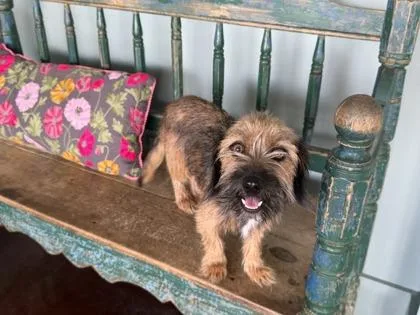 An adult small-sized female Dachshund dog named Raspberry for adoption in San Antonio, TX