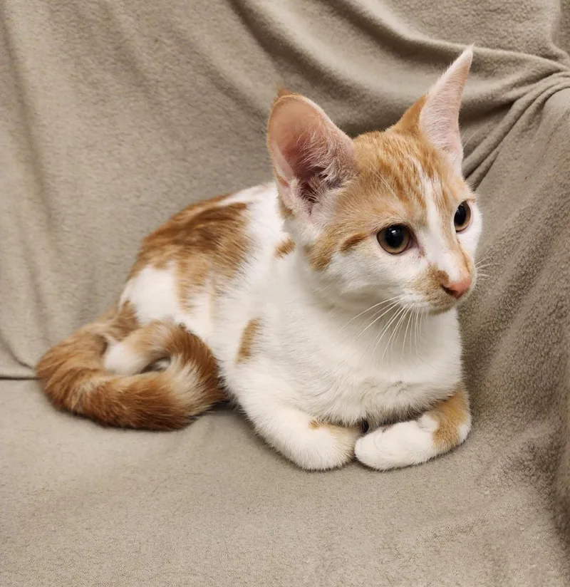 A baby medium-sized male Domestic Short Hair cat named David for adoption in Superior, WI