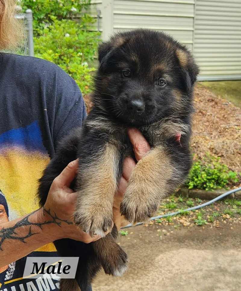 A baby medium-sized male German Shepherd Dog dog named Leo for adoption in Royal Palm Beach, FL