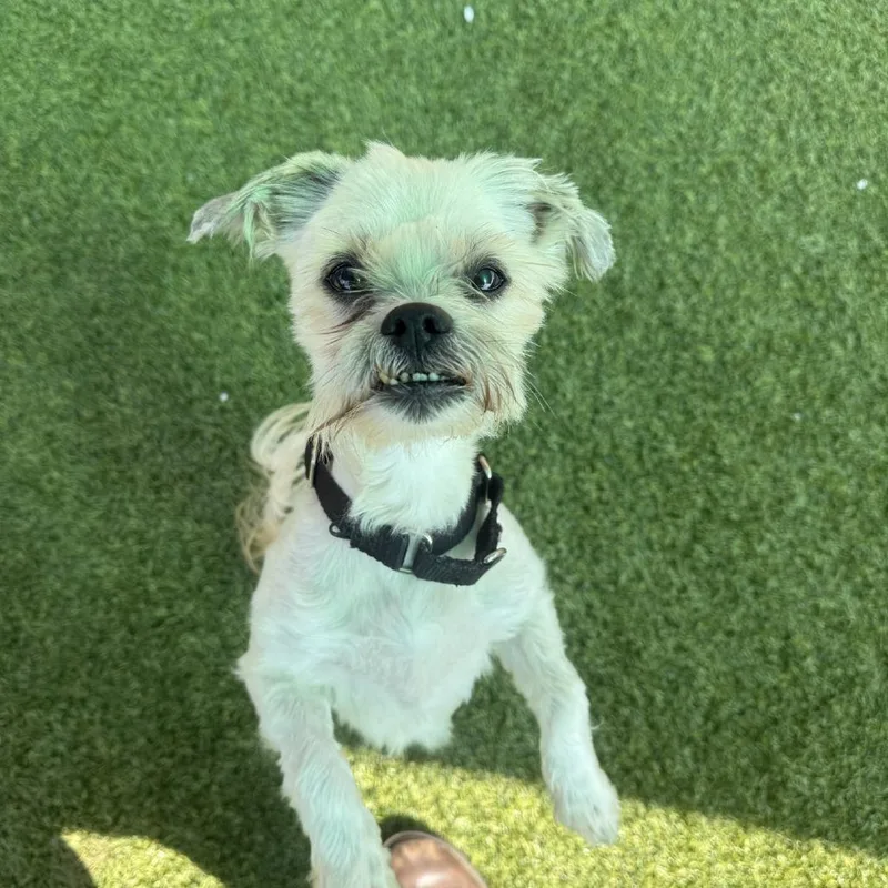 An adult small-sized male White / Cream Mixed Breed dog named Alf for adoption in Pittsburgh, PA