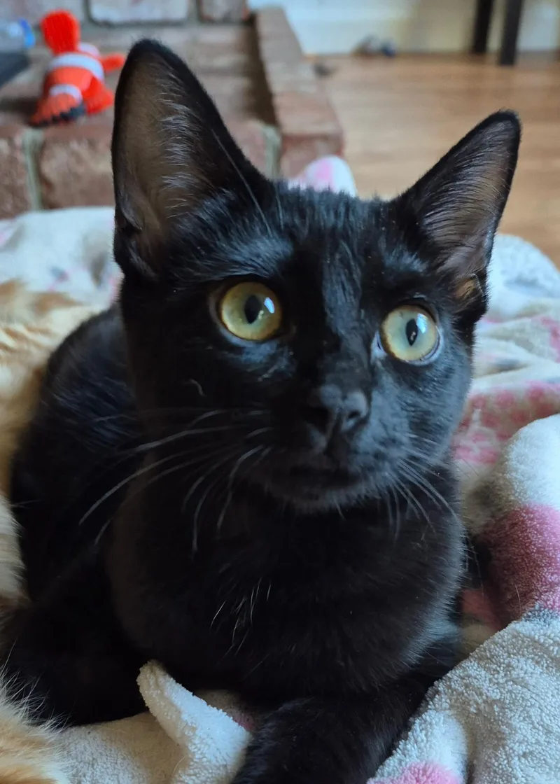 A young medium-sized female Black Domestic Short Hair cat named Abigail for adoption in Sonora, CA