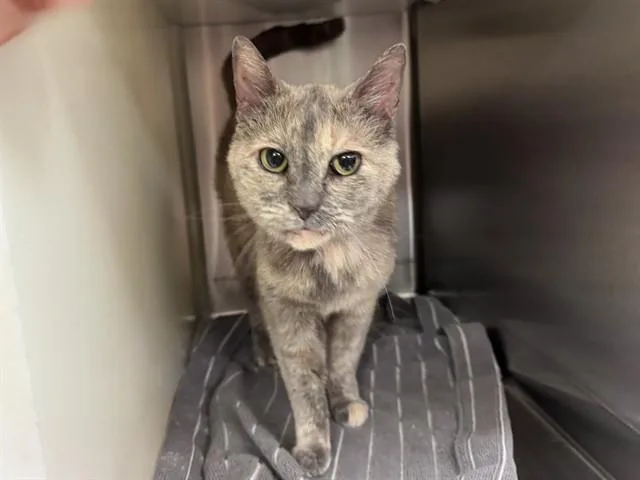 A senior medium-sized female Domestic Short Hair cat named Fiona for adoption in Colorado Springs, CO