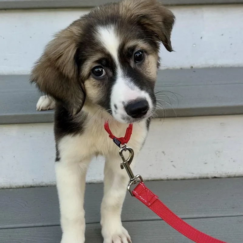 A baby medium-sized female Tricolor (Brown, Black, & White) Australian Shepherd dog named Cove for adoption in Pelham, NH