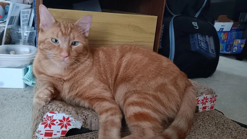 Peatches thumbnail 2