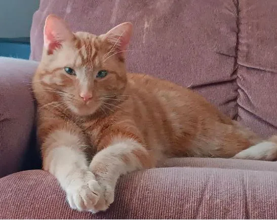 Peatches thumbnail 3