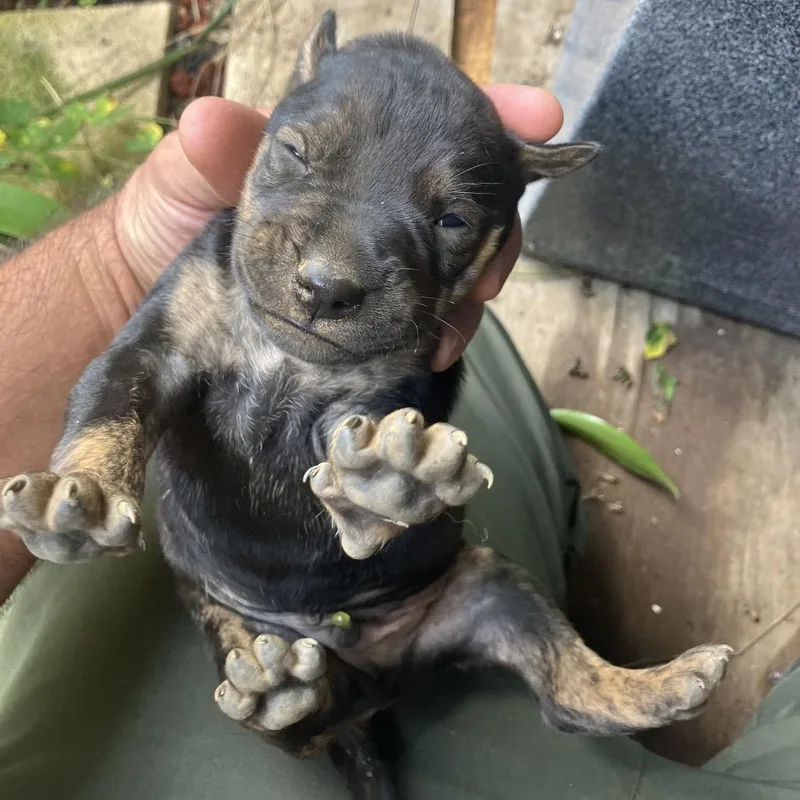 A baby small-sized male Black Mixed Breed dog named Paupueo for adoption in Keaau, HI