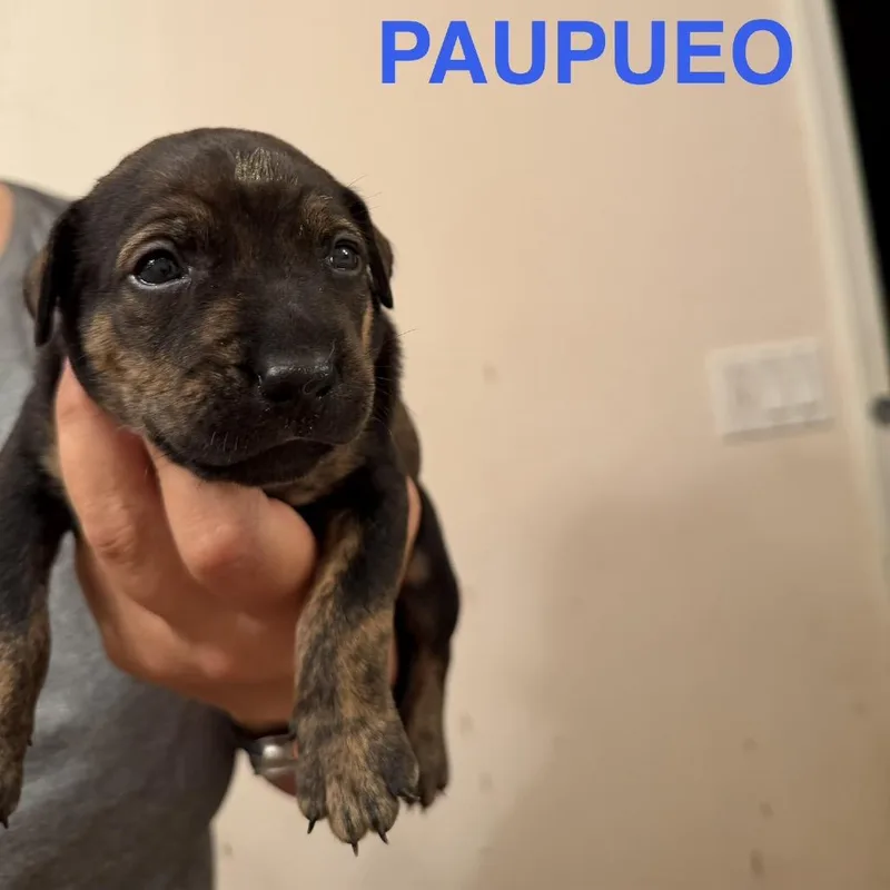 Paupueo thumbnail 2