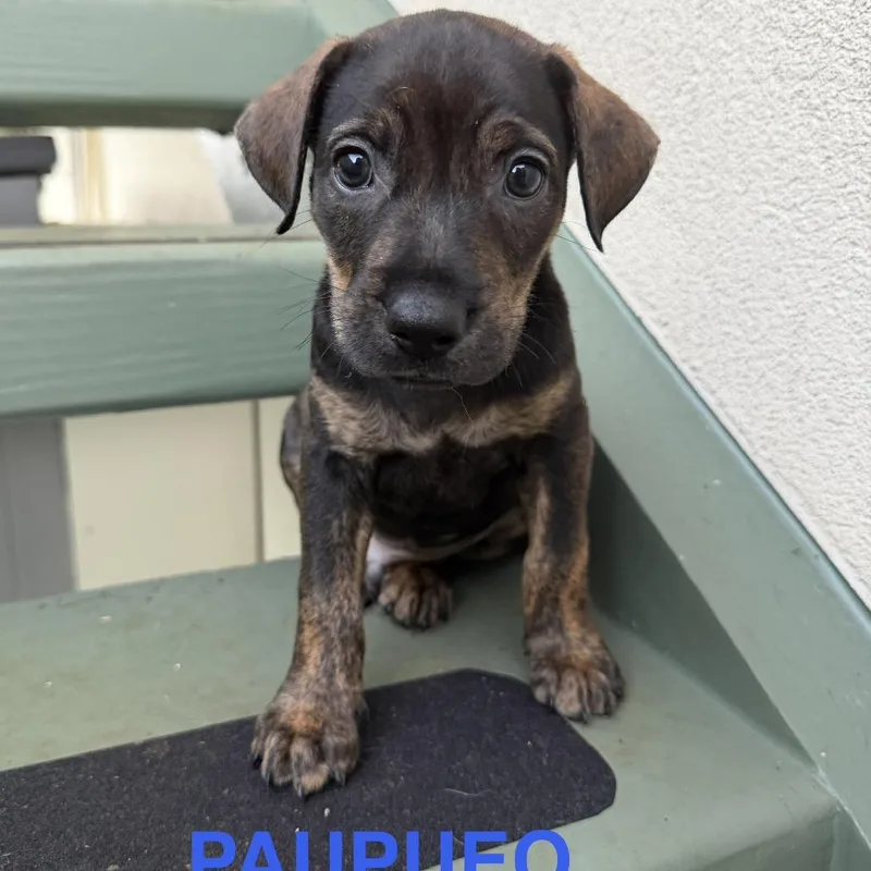 Paupueo thumbnail 3
