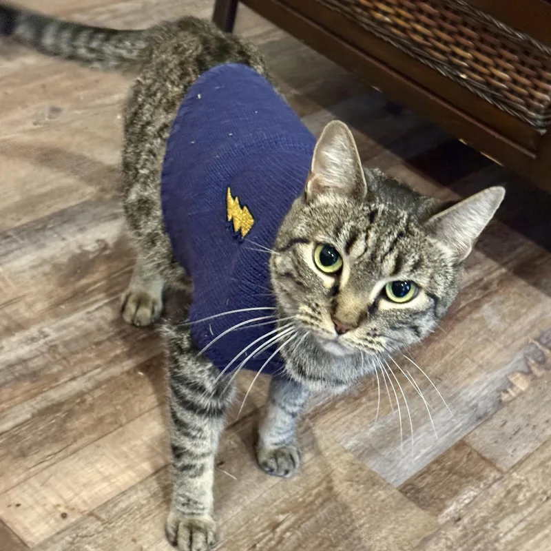 An adult medium-sized female Domestic Short Hair cat named Luna for adoption in Ocala, FL