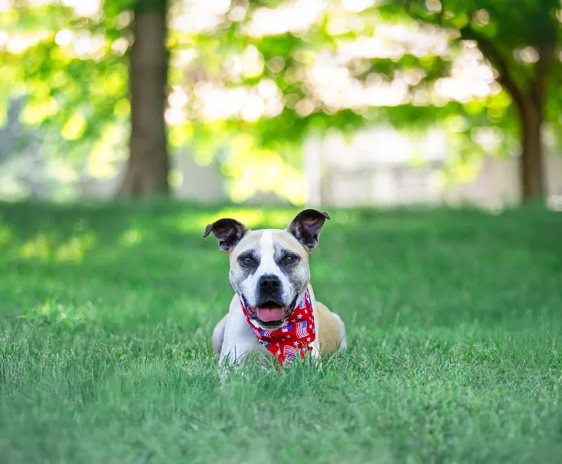 An adult medium-sized male Terrier dog named Kingston for adoption in Coatesville, PA