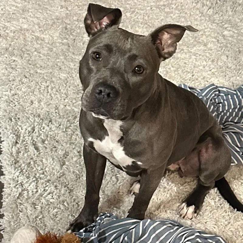 An adult medium-sized female Gray / Blue / Silver Pit Bull Terrier dog named Mia for adoption in Turlock, CA