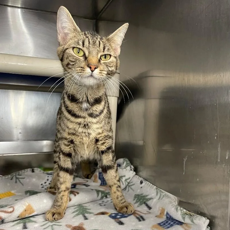 A young medium-sized female Domestic Short Hair cat named Taffy for adoption in Roanoke, VA
