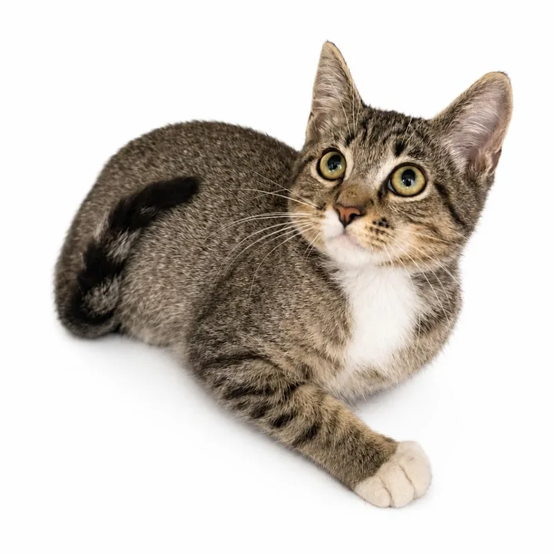 A baby small-sized male Domestic Short Hair cat named Tiger for adoption in Los Angeles, CA