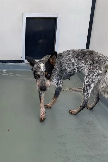 A young medium-sized female Australian Cattle Dog / Blue Heeler dog named Bluey for adoption in Riverside, CA
