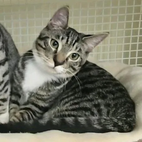 A baby medium-sized male Brown / Chocolate Domestic Short Hair cat named Jackson for adoption in Hamburg, NY
