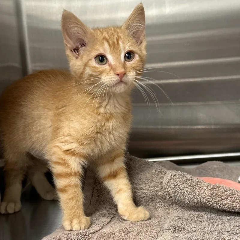 A baby small-sized female Orange / Red Domestic Short Hair cat named Denali for adoption in Hailey, ID