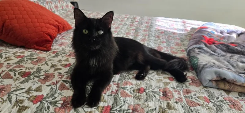 An adult medium-sized female Domestic Medium Hair cat named Fizzy Pop for adoption in Youngsville, NC