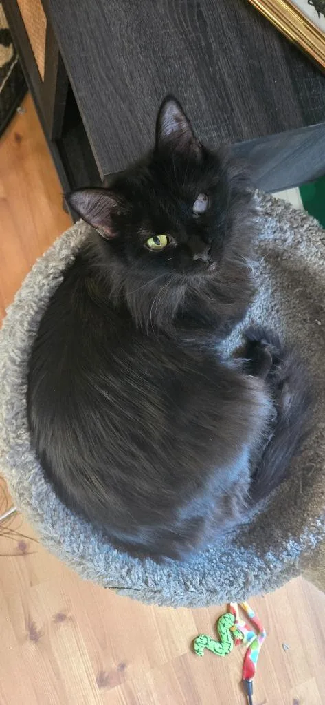 Fizzy Pop thumbnail 2