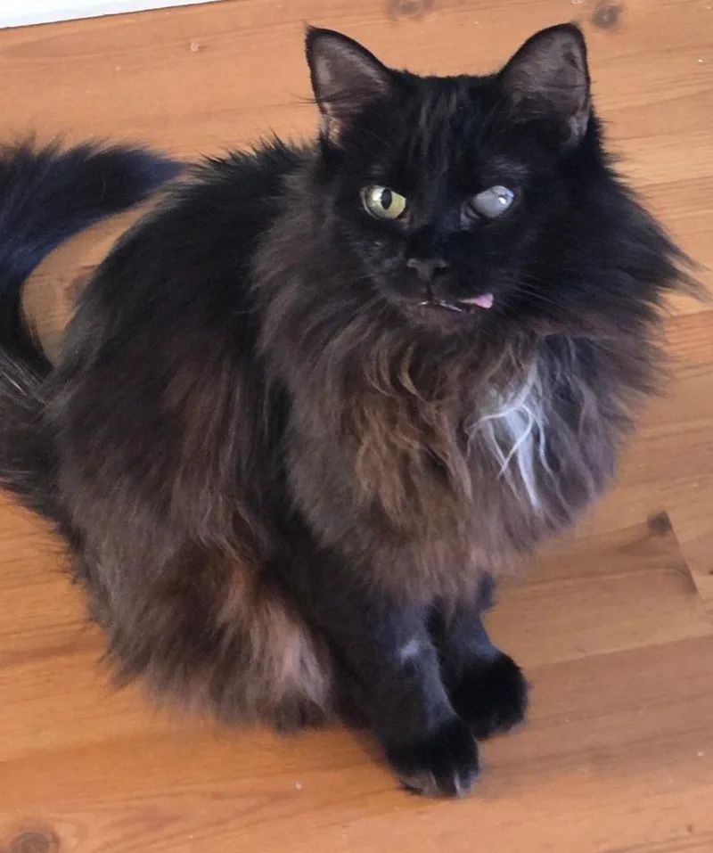 Fizzy Pop thumbnail 3