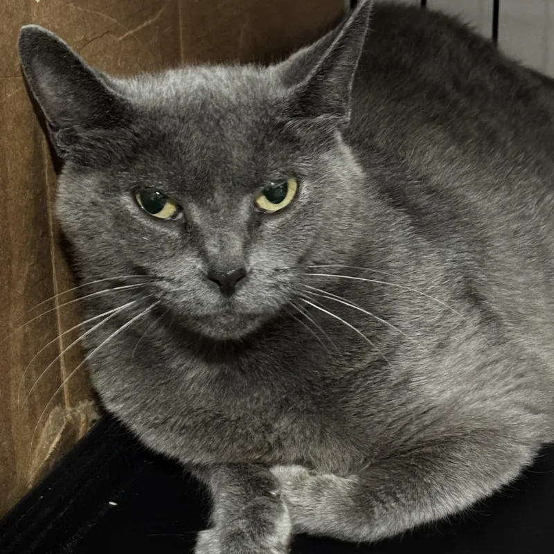 A young large-sized female Gray / Blue / Silver Domestic Short Hair cat named Baklava for adoption in Pittsburgh, PA