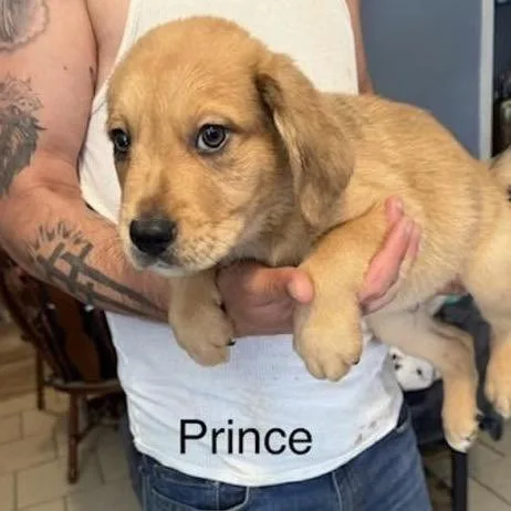 Prince
